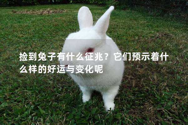 捡到兔子有什么征兆？它们预示着什么样的好运与变化呢