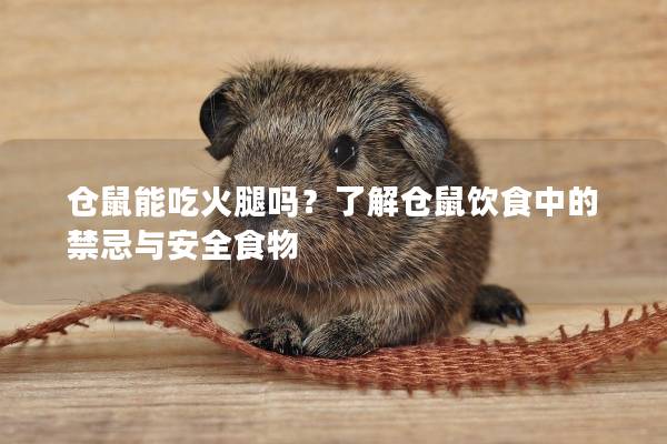 仓鼠能吃火腿吗？了解仓鼠饮食中的禁忌与安全食物