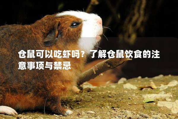 仓鼠可以吃虾吗？了解仓鼠饮食的注意事项与禁忌