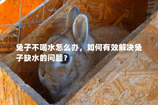 兔子不喝水怎么办，如何有效解决兔子缺水的问题？