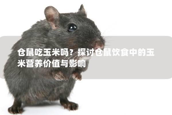 仓鼠吃玉米吗？探讨仓鼠饮食中的玉米营养价值与影响