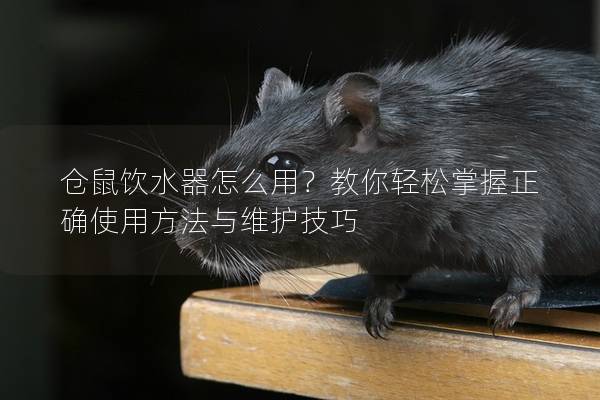 仓鼠饮水器怎么用？教你轻松掌握正确使用方法与维护技巧