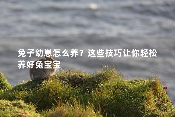 兔子幼崽怎么养？这些技巧让你轻松养好兔宝宝