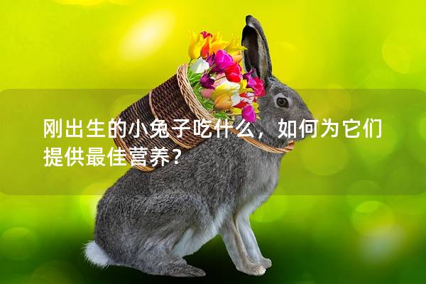 刚出生的小兔子吃什么，如何为它们提供最佳营养？