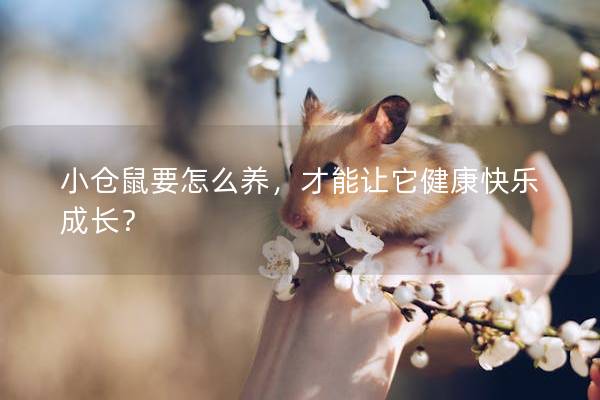 小仓鼠要怎么养，才能让它健康快乐成长？