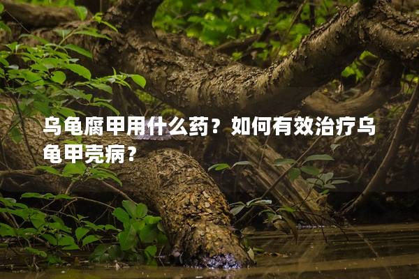 乌龟腐甲用什么药？如何有效治疗乌龟甲壳病？