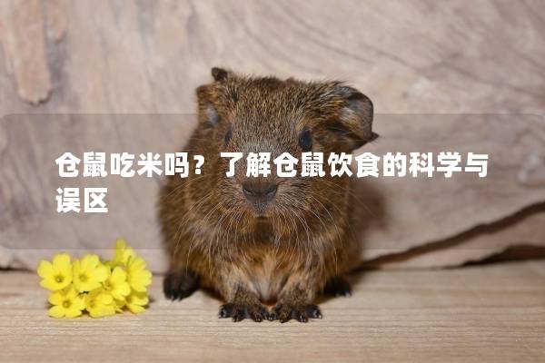 仓鼠吃米吗？了解仓鼠饮食的科学与误区