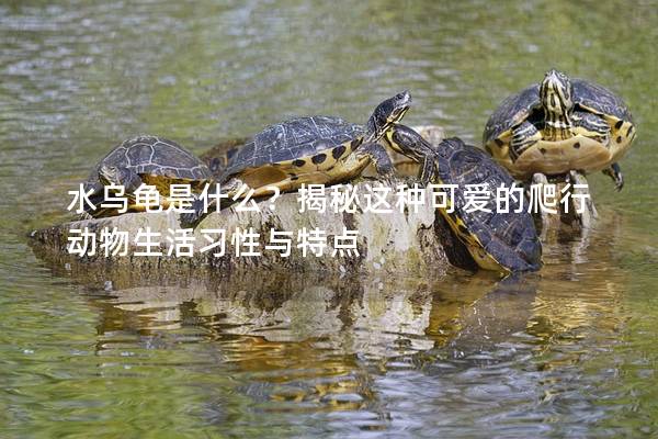 水乌龟是什么？揭秘这种可爱的爬行动物生活习性与特点