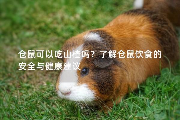 仓鼠可以吃山楂吗？了解仓鼠饮食的安全与健康建议
