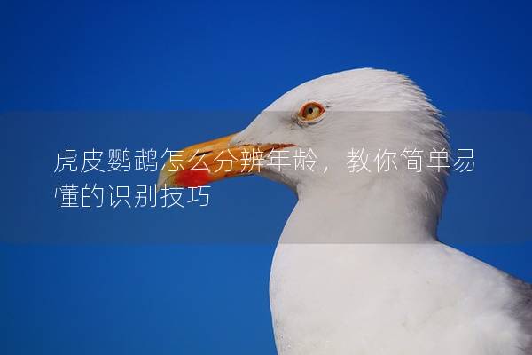 虎皮鹦鹉怎么分辨年龄，教你简单易懂的识别技巧
