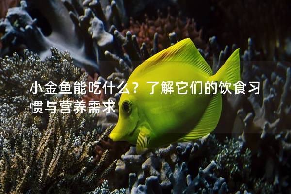 小金鱼能吃什么？了解它们的饮食习惯与营养需求