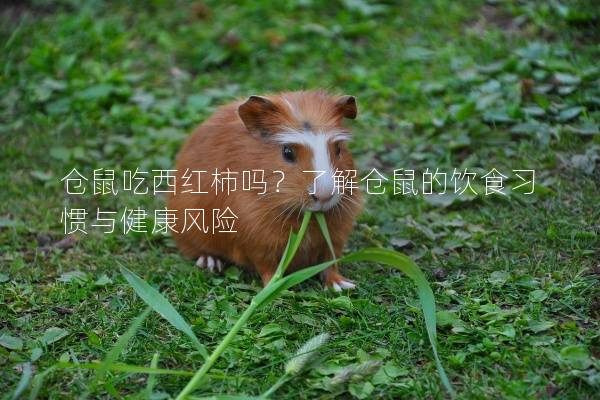 仓鼠吃西红柿吗？了解仓鼠的饮食习惯与健康风险