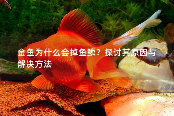 金鱼为什么会掉鱼鳞？探讨其原因与解决方法