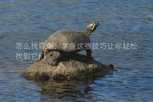 怎么找乌龟，掌握这些技巧让你轻松找到它们