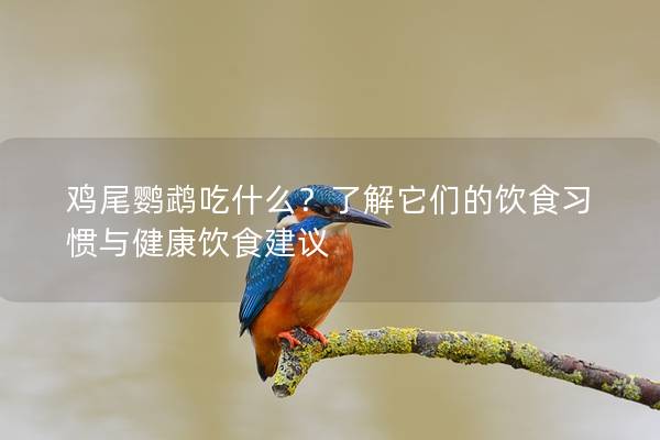 鸡尾鹦鹉吃什么？了解它们的饮食习惯与健康饮食建议