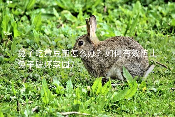 兔子吃黄豆苗怎么办？如何有效防止兔子破坏菜园？