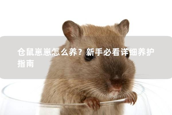 仓鼠崽崽怎么养？新手必看详细养护指南