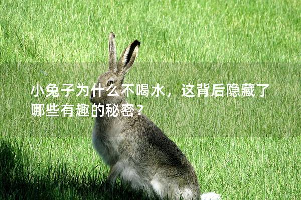 小兔子为什么不喝水，这背后隐藏了哪些有趣的秘密？