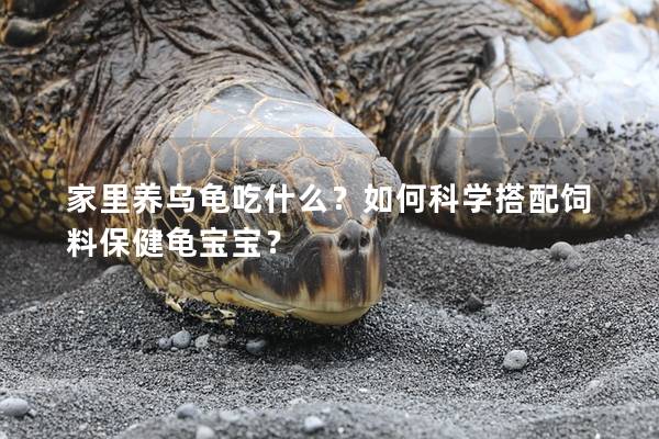 家里养乌龟吃什么？如何科学搭配饲料保健龟宝宝？