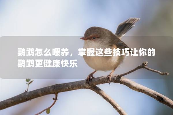 鹦鹉怎么喂养，掌握这些技巧让你的鹦鹉更健康快乐