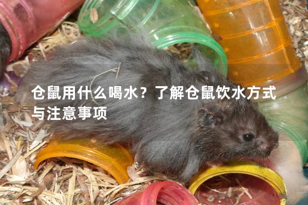 仓鼠用什么喝水？了解仓鼠饮水方式与注意事项