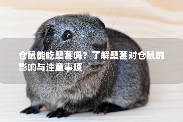 仓鼠能吃桑葚吗？了解桑葚对仓鼠的影响与注意事项