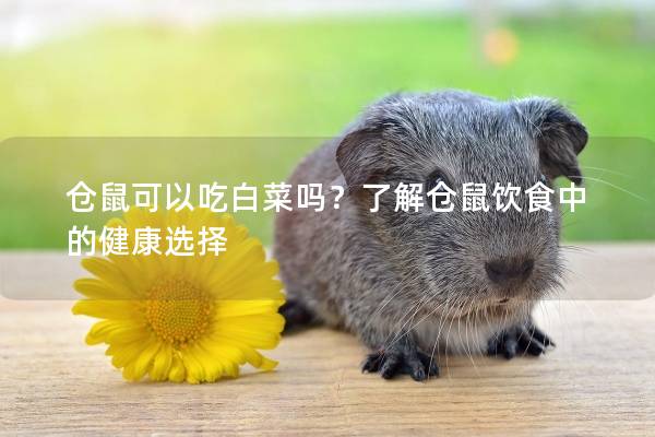 仓鼠可以吃白菜吗？了解仓鼠饮食中的健康选择