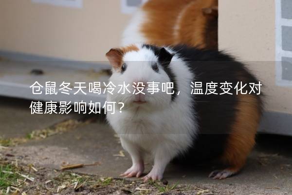 仓鼠冬天喝冷水没事吧，温度变化对健康影响如何？