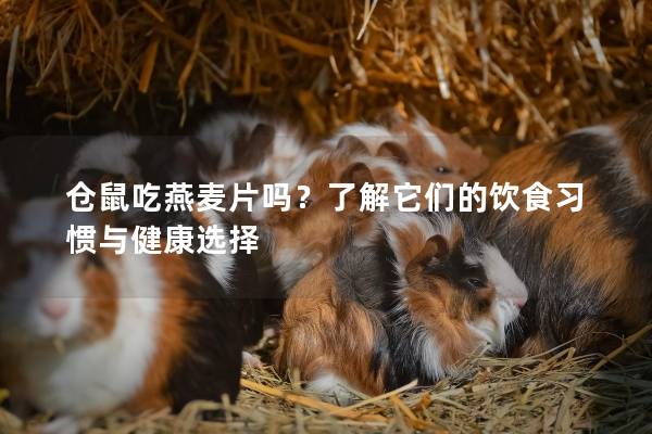 仓鼠吃燕麦片吗？了解它们的饮食习惯与健康选择