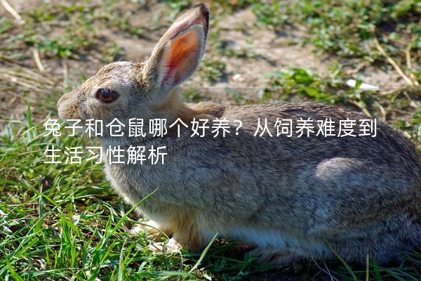 兔子和仓鼠哪个好养？从饲养难度到生活习性解析