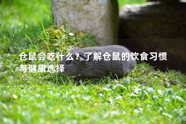 仓鼠会吃什么？了解仓鼠的饮食习惯与健康选择