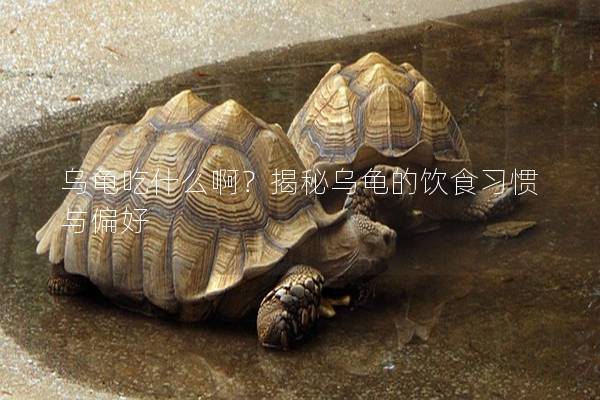 乌龟吃什么啊？揭秘乌龟的饮食习惯与偏好