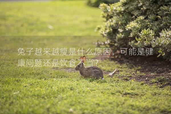 兔子越来越瘦是什么原因，可能是健康问题还是饮食不当？