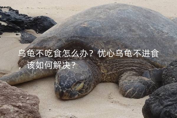 乌龟不吃食怎么办？忧心乌龟不进食，该如何解决？