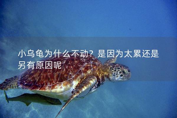 小乌龟为什么不动？是因为太累还是另有原因呢