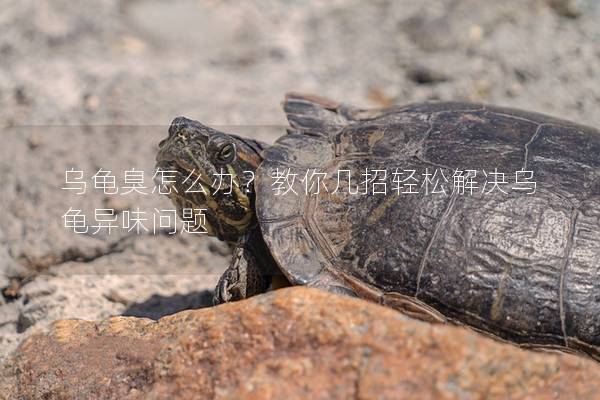 乌龟臭怎么办？教你几招轻松解决乌龟异味问题