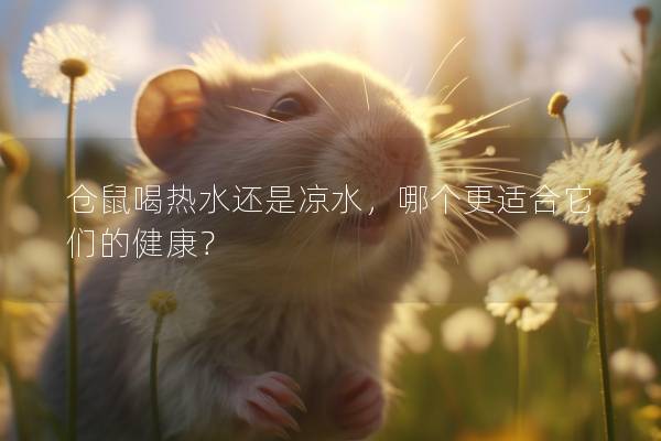 仓鼠喝热水还是凉水，哪个更适合它们的健康？