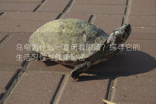 乌龟为什么一直闭着眼睛？探寻它的生活习性与健康秘密