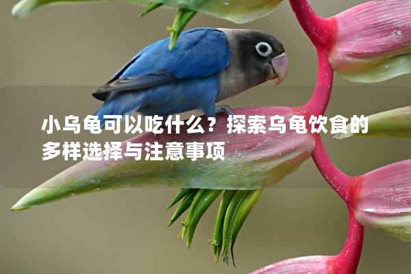 小乌龟可以吃什么？探索乌龟饮食的多样选择与注意事项