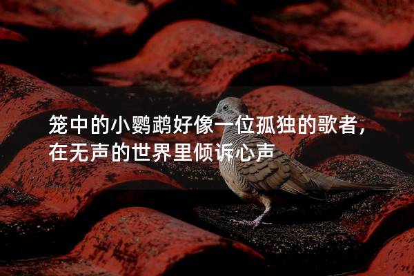 笼中的小鹦鹉好像一位孤独的歌者,在无声的世界里倾诉心声