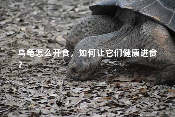乌龟怎么开食，如何让它们健康进食？
