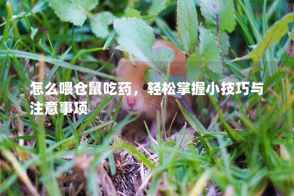 怎么喂仓鼠吃药，轻松掌握小技巧与注意事项
