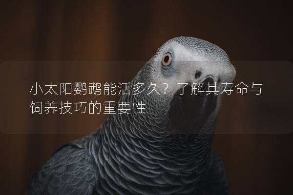 小太阳鹦鹉能活多久？了解其寿命与饲养技巧的重要性