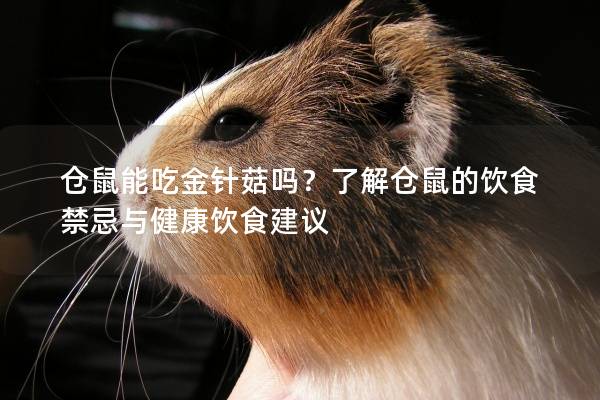 仓鼠能吃金针菇吗？了解仓鼠的饮食禁忌与健康饮食建议