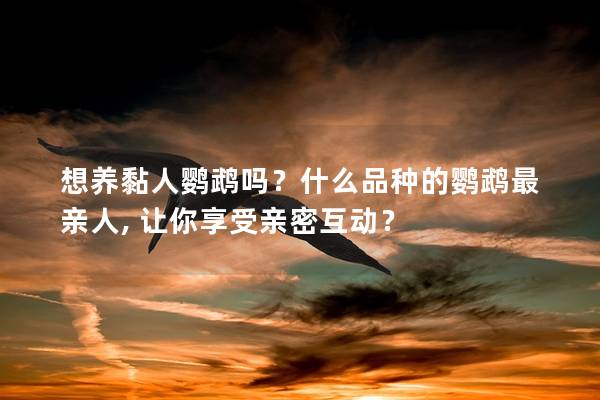 想养黏人鹦鹉吗？什么品种的鹦鹉最亲人, 让你享受亲密互动？