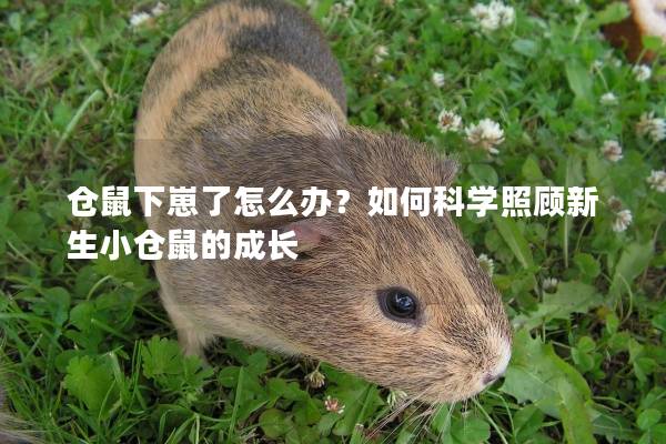 仓鼠下崽了怎么办？如何科学照顾新生小仓鼠的成长