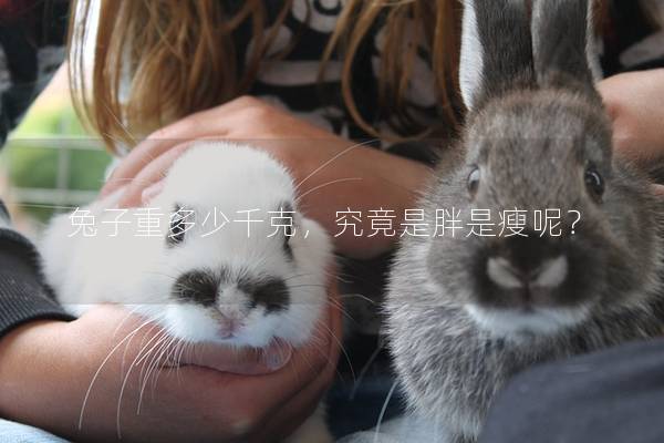 兔子重多少千克，究竟是胖是瘦呢？