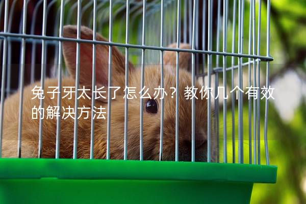 兔子牙太长了怎么办？教你几个有效的解决方法