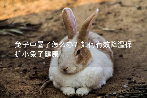 兔子中暑了怎么办？如何有效降温保护小兔子健康
