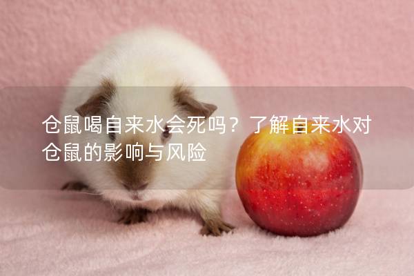 仓鼠喝自来水会死吗？了解自来水对仓鼠的影响与风险